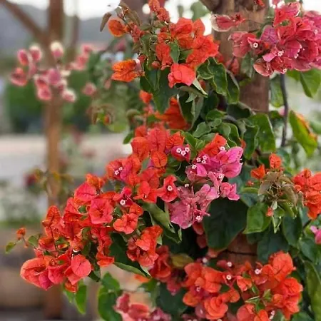 Casa Presente Pensionat 3*