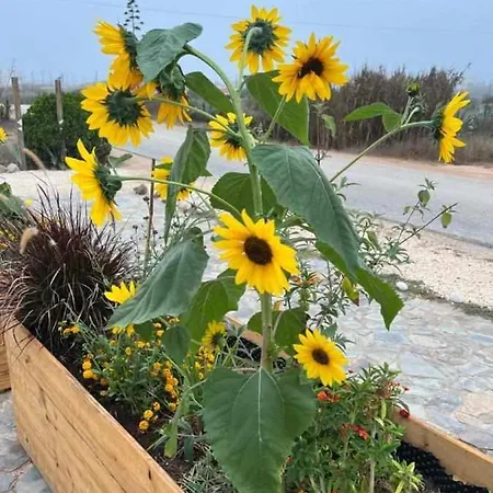 Casa Presente Pensionat